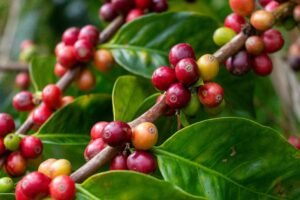 Vibrant coffee berries in various ripening stages on a branch with glossy green leaves.